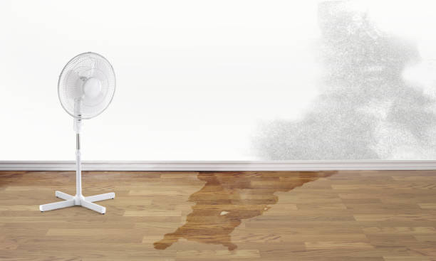 Best Professional water damage repair  in Lowell, AR